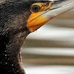 _MG_2310 Cormoran